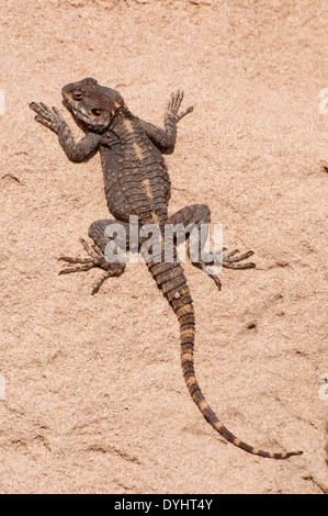 Agama stellio ,Lizard Foto Stock