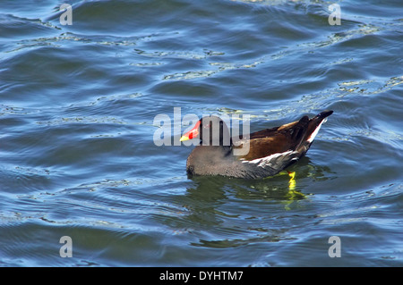 Moorhen nuoto Foto Stock