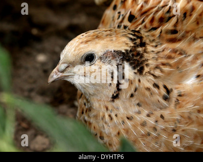 Comune (Quaglia Coturnix coturnix) Foto Stock