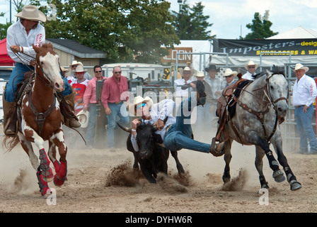 Rodeo, cattura di vitello Foto Stock