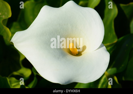 Calla Lily, Trillium, vista dall'alto Foto Stock