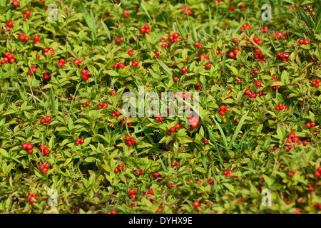 Frutti di bosco in Canada Foto Stock