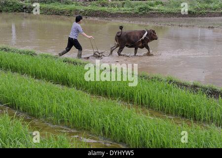 Hechi, della Cina di Guangxi Zhuang Regione autonoma. Xviii Apr, 2014. Un contadino ara i campi a Lisheng villaggio di Luocheng County, a sud-ovest della Cina di Guangxi Zhuang Regione autonoma, 18 aprile 2014. © Wu Yaorong/Xinhua/Alamy Live News Foto Stock