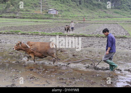 Hechi, della Cina di Guangxi Zhuang Regione autonoma. Xviii Apr, 2014. Un contadino ara i campi a Lisheng villaggio di Luocheng County, a sud-ovest della Cina di Guangxi Zhuang Regione autonoma, 18 aprile 2014. © Wu Yaorong/Xinhua/Alamy Live News Foto Stock