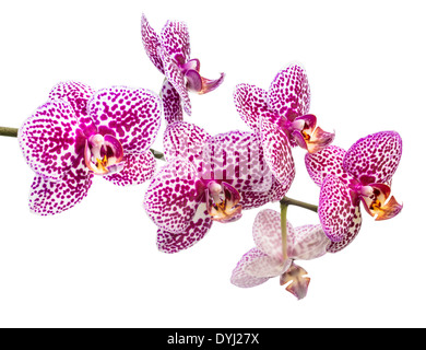 Ramo freschi di lilla orchidea discontinue è isolato su sfondo bianco Foto Stock