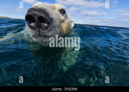 Canada, Nunavut Territorio, orso polare (Ursus maritimus) nuoto nelle uova e lattimi Benvenuti suono lungo la Baia di Hudson Foto Stock