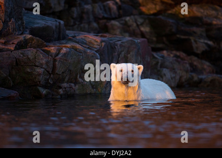 Canada, Nunavut Territorio, impostando il sole di mezzanotte luci orso polare (Ursus maritimus) nuoto nelle vicinanze Hall isole lungo la Baia di Hudson Foto Stock