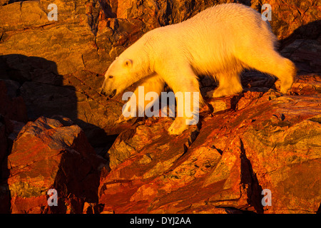 Canada, Nunavut Territorio, impostando il sole di mezzanotte luci orso polare (Ursus maritimus) passeggiate sulle scogliere di Isole Hall Foto Stock