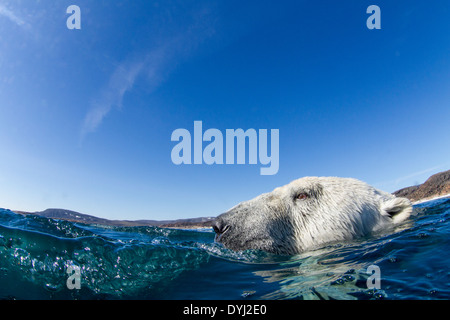 Canada, territorio Nunavut, Isola Bianca, orso polare (Ursus maritimus) nuotare lungo lo stretto di congelato sulla Baia di Hudson Foto Stock