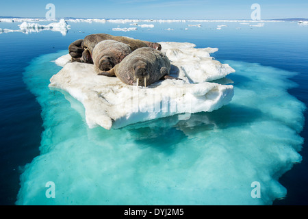 Canada, Nunavut Territorio, trichechi mandria (Odobenus rosmarus) poggiante su iceberg in stretto congelato sulla Baia di Hudson Foto Stock