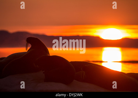 Canada, Nunavut Territorio, impostando il sole di mezzanotte sagome tricheco (Odobenus rosmarus rosmarus) sulla fusione del ghiaccio del mare Foto Stock