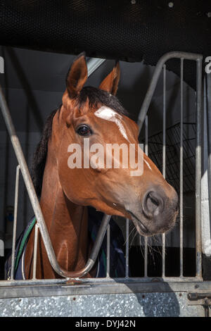 Middleham, nello Yorkshire, Regno Unito. Il 18 aprile 2014. "Alta Lilea" (Mark Johnston Racing) a nord Dales maneggio open day. Le Scuderie Middleham Open Day è andato avanti nonostante racing essendo permesso il Venerdì Santo per la prima volta. Il suo futuro era stata minacciata con racing impostata per essere messa in scena a Musselburgh e a Lingfield. Ma dopo di Betfair ha continuato come sponsor e il Middleham Trainers Association ha deciso "all'unanimità" per continuare i due decenni di tradizione. Una dozzina di maneggio aperto le loro porte per l'evento. Foto Stock