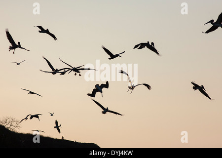 Pellicani ruota e volare in silhouette al tramonto nel tramonto su Playa Tamarindo Guanacaste Costa Rica Foto Stock