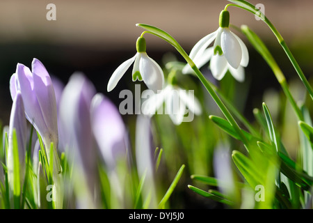 Frühlingsboten, Kleines Schneeglöckchen (Galanthus nivalis) Foto Stock