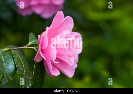 Pink Camellia japonica fiore. Foto Stock