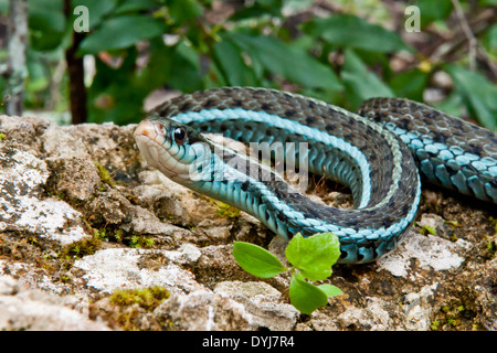 Bluestripe Garter Snake Foto Stock