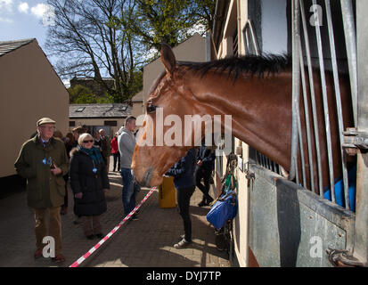 Middleham, nello Yorkshire, Regno Unito. Il 18 aprile 2014. I visitatori a nord Dales maneggio aperto giorno.Il maneggio Middleham Open Day è andato avanti nonostante racing essendo permesso il Venerdì Santo per la prima volta. Il suo futuro era stata minacciata con racing impostata per essere messa in scena a Musselburgh e a Lingfield. Ma dopo di Betfair ha continuato come sponsor e il Middleham Trainers Association ha deciso "all'unanimità" per continuare i due decenni di tradizione. Una dozzina di maneggio aperto le loro porte per l'evento. Foto Stock