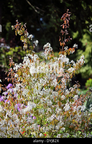 Bella Amelanchier (Rosacee) visto in amico e enti locali del vicino giardino posteriore a Acton Burnell. Foto Stock