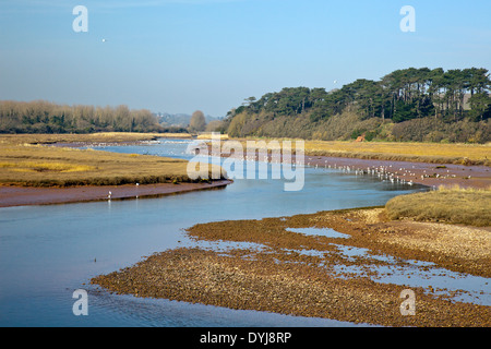 Trampolieri sulle rive della Lontra di fiume e la lontra estuario Riserva Naturale a Budleigh Salterton, Devon, Inghilterra, Regno Unito Foto Stock