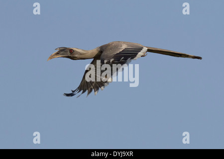 Adulto maschio grigio indiano Hornbill (Ocyceros birostris) in volo, al Polo foresta, Gujarat, India. Foto Stock