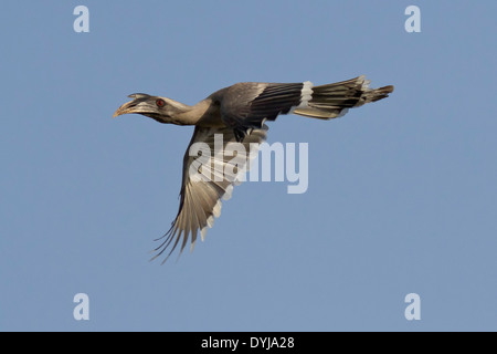 Adulto maschio grigio indiano Hornbill (Ocyceros birostris) in volo, al Polo foresta, Gujarat, India. Foto Stock