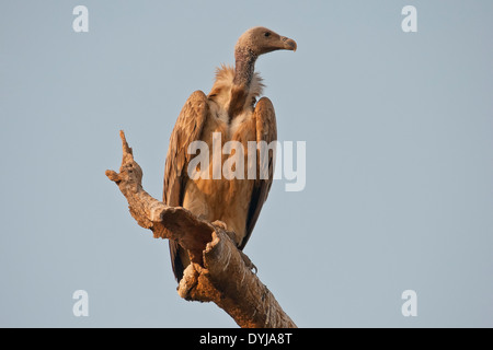 Indiano o lunga fatturati Vulture (Gyps indicus) Foto Stock