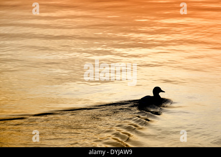 Anatra sul fiume Elba in Kirchwerder, Amburgo, Germania, Europa, Ente auf der Elbe in Kirchwerder, Amburgo, Deutschland, Europa Foto Stock