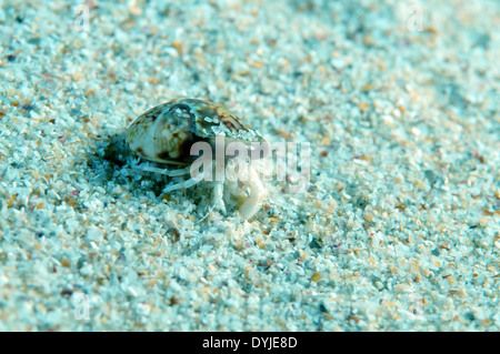 Piccolo granchio eremita (Diogenes pugilator), Mar Nero, Crimea, Russia Foto Stock