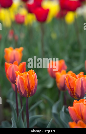 OrangeTulipa. Unico Inizio Tulip 'prinses irene' fiori Foto Stock