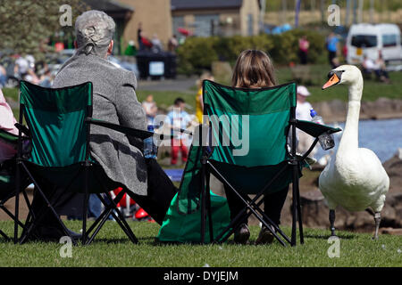 Castle Semple Loch, Lochwinnoch, Renfrewshire, Scozia, Regno Unito, Sabato, 19 aprile, 2014. Un cigno accanto a persone su sedie a sdraio al sole di Pasqua e il clima mite al Clyde Muirshiel Regional Park Foto Stock