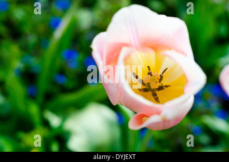 Primo piano di un tulipano che mostra le antere, stami, lo stigma e stile Foto Stock