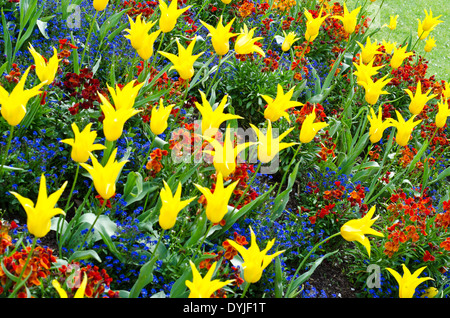 Stella gialla tulipani in un letto di fiori con primule Foto Stock