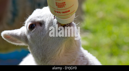 Allattamento al biberon di agnello Foto Stock