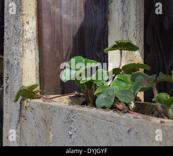 Impianto di fragole in un contenitore a paletta Foto Stock