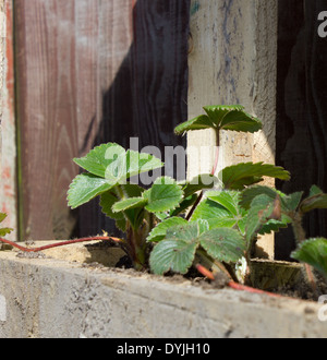 Sana pianta di fragole piantate in un pallet Foto Stock