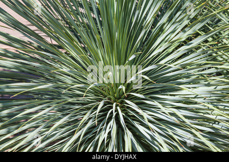 Blue Beaked Yucca al Mercer Arboretum e ai Giardini Botanici di Spring, Texas. Foto Stock