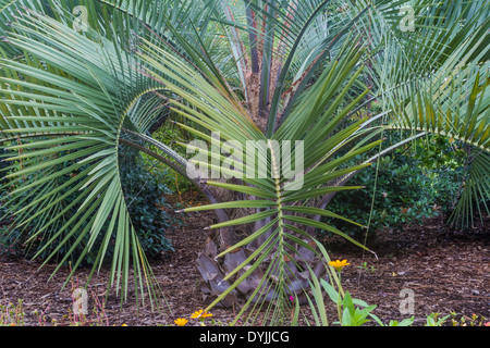 Sabal Palm Trees estate giardino scena al Mercer Botanical Gardens a Spring, Texas. Foto Stock