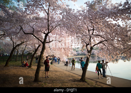 Centinaia di migliaia di turisti convergono su Washington DC del bacino di marea ogni primavera per la fioritura annuale del Yoshino fiori di ciliegio. Il più antico degli alberi sono stati piantati come un dono dal Giappone nel 1912. Foto Stock