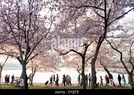 WASHINGTON DC - i fiori di ciliegio Yoshino fioriscono lungo il bacino delle maree, dove i visitatori camminano lungo il percorso sul lungomare. Gli alberi, originariamente un regalo dal Giappone nel 1912, attraggono centinaia di migliaia di persone ogni primavera. Foto Stock
