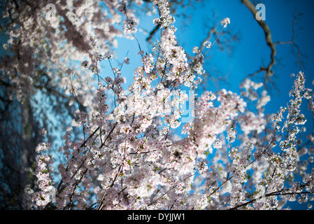 WASHINGTON DC - i fiori di ciliegio raggiungono il picco della fioritura contro un cielo azzurro cristallino al bacino delle maree. Gli alberi in fiore, un dono del Giappone nel 1912, sono al centro dell'annuale National Cherry Blossom Festival. Foto Stock