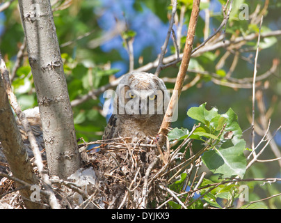 Grande Gufo cornuto Owlet nel nido Foto Stock