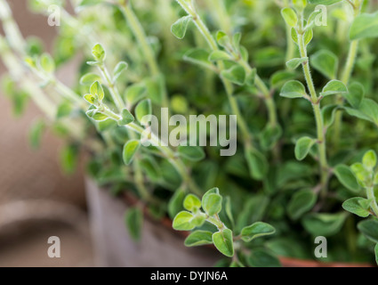 Piccole e giovani pianta di origano (dettagliate di close-up shot) Foto Stock