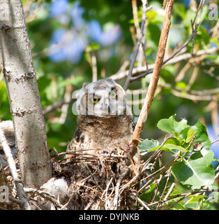 Grande cornuto Owlets nel nido Foto Stock