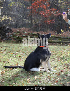 Non vi è più piacevole pomeriggio autunnale di riproduzione di fetch con papà! Belle attende pazientemente il bastone per essere gettato! Foto Stock