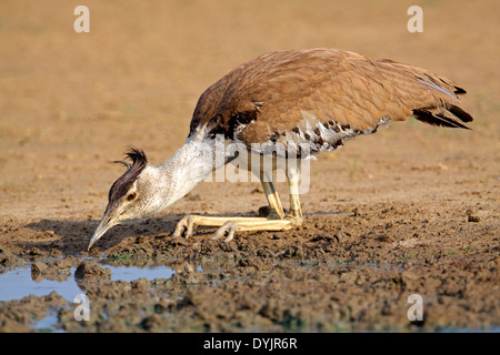 Kori bustard (Ardeotis kori) acqua potabile a waterhole, deserto Kalahari, Sud Africa Foto Stock