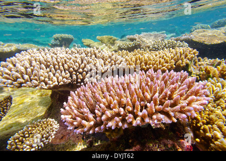 Shallow Coral reef, Maldive, Oceano Indiano Foto Stock