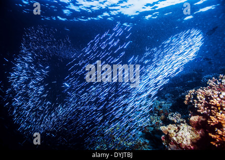 Un gruppo di piccoli pesci nuotare sotto l'acqua, blu mare trasparente, abstract sfondo naturale e la bellezza della vita marina Foto Stock