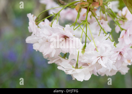 Prunus 'Matsumae Shizuka' Fiore. Foto Stock