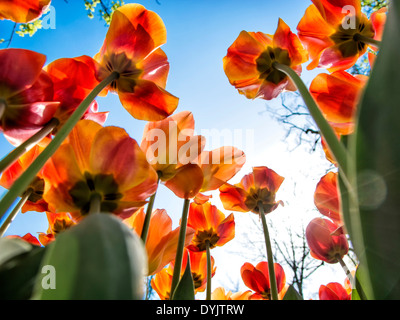 Rosso e arancio tulipani visto da sotto al livello del suolo. Cielo blu sopra Foto Stock