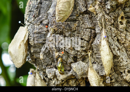 Puppen von Schmetterlingen un einem Baumstamm Foto Stock